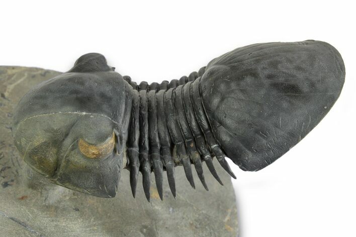 Flying Paralejurus Trilobite - Orange Eye Preservation! #359238